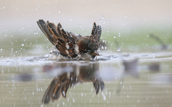 House Sparrow, Mallorca, October 2018