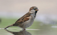 House Sparrow