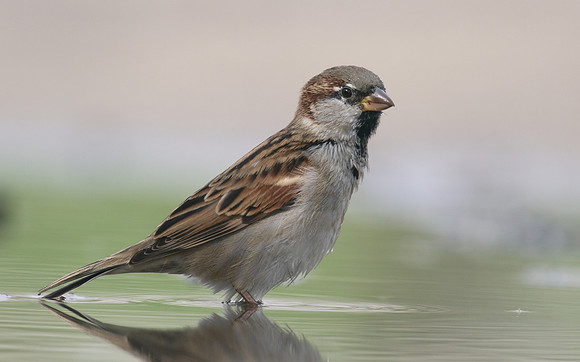 House Sparrow,