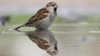 House Sparrow