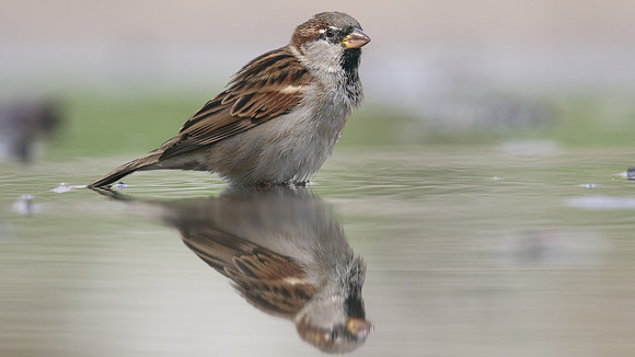 House Sparrow