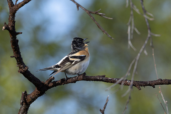 Brambling, Norway, June 2023