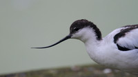 Avocet, Slimbridge, August 2014.