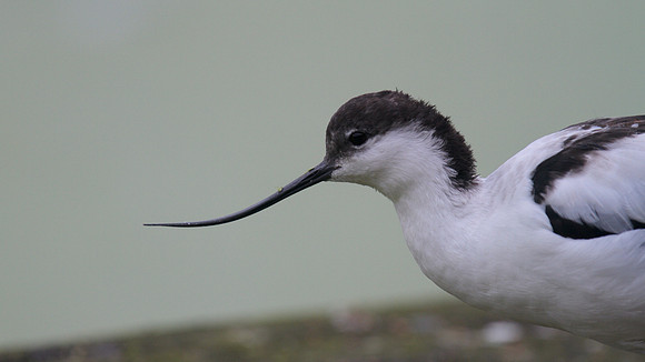 Avocet, Slimbridge, August 2014.