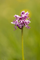 Monkey Orchid, Kent, May 2024