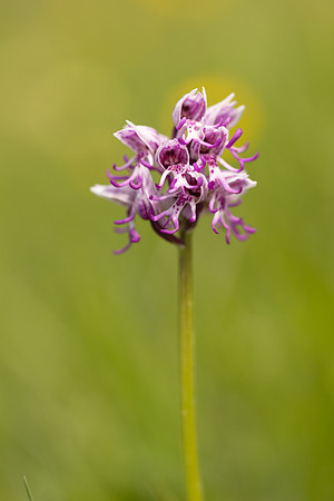 Monkey Orchid, Kent, May 2024