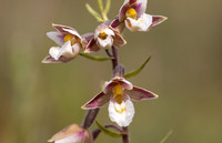 Marsh Helleborine, Kenfig, June 2024