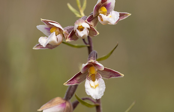 Marsh Helleborine, Kenfig, June 2024