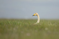 Whooper Swan, Floi, Iceland, June 2022