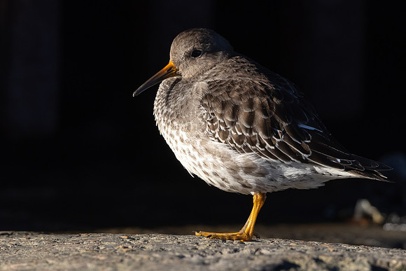 Purple Sandpiper, Portishead, January 2022