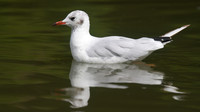 Black-headed Gull, Slimbridge, August 2014