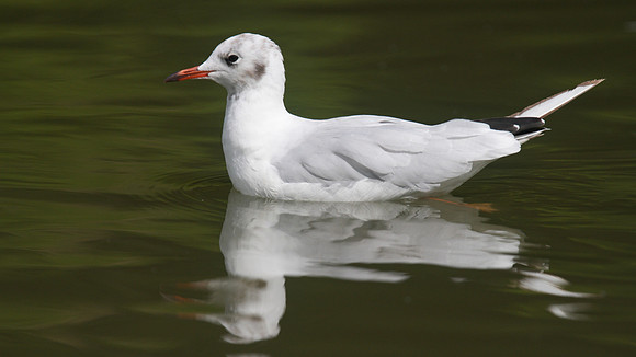 Black-headed Gull, Slimbridge, August 2014