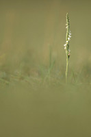 Autumn Lady's Tresses, Old Down, September 2022.