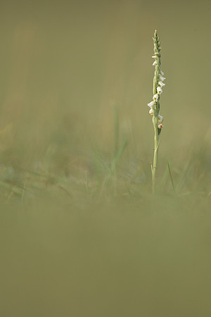 Autumn Lady's Tresses, Old Down, September 2022.