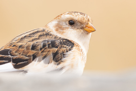 Snow Bunting, Cairngorms, February  2024.