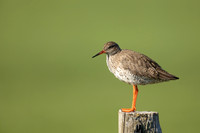 Common Redshank