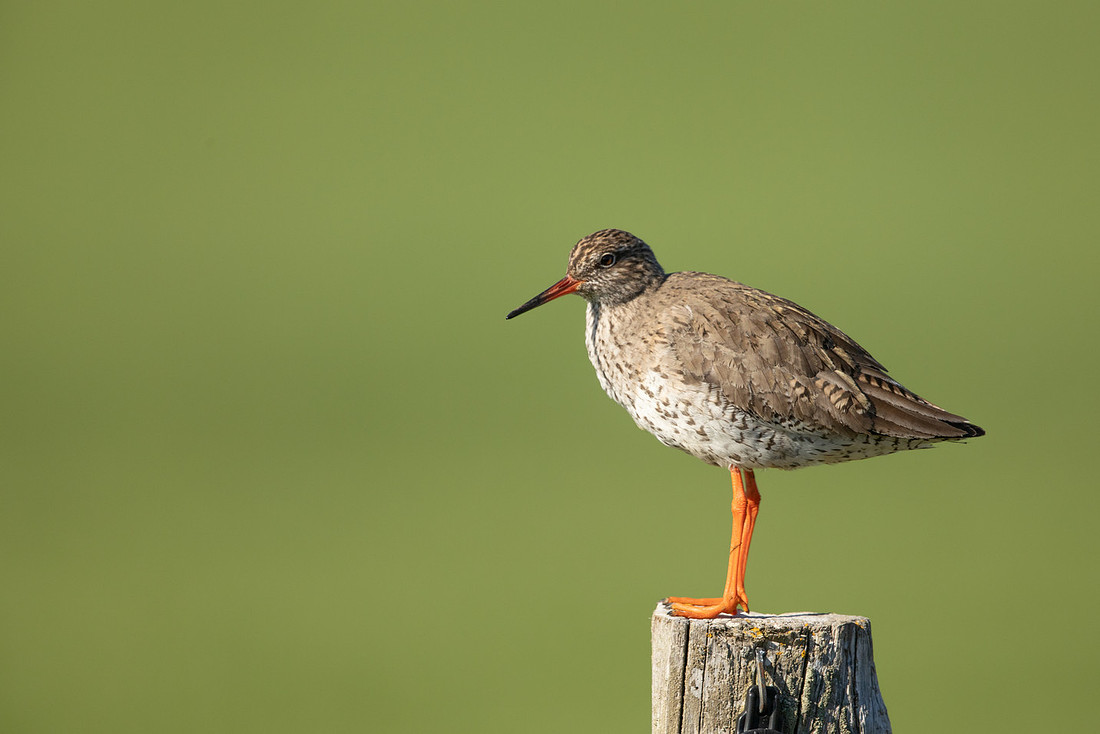 Common Redshank, Blondus, Iceland, June 2022.