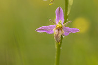 Mutant Wasp Orchid, Rodbrough Common, June 2024