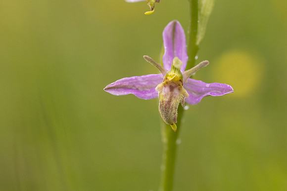 Mutant Wasp Orchid, Rodbrough Common, June 2024