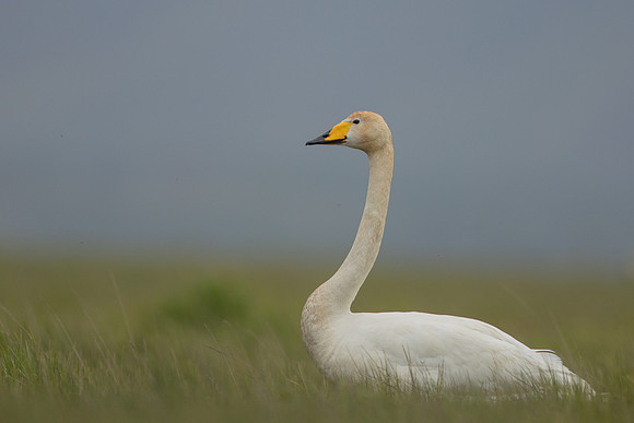 Whooper Swan, Floi, Iceland, June 2022