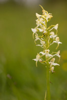 Greater Butterfly-orchid, Rudge Hill, May 2024