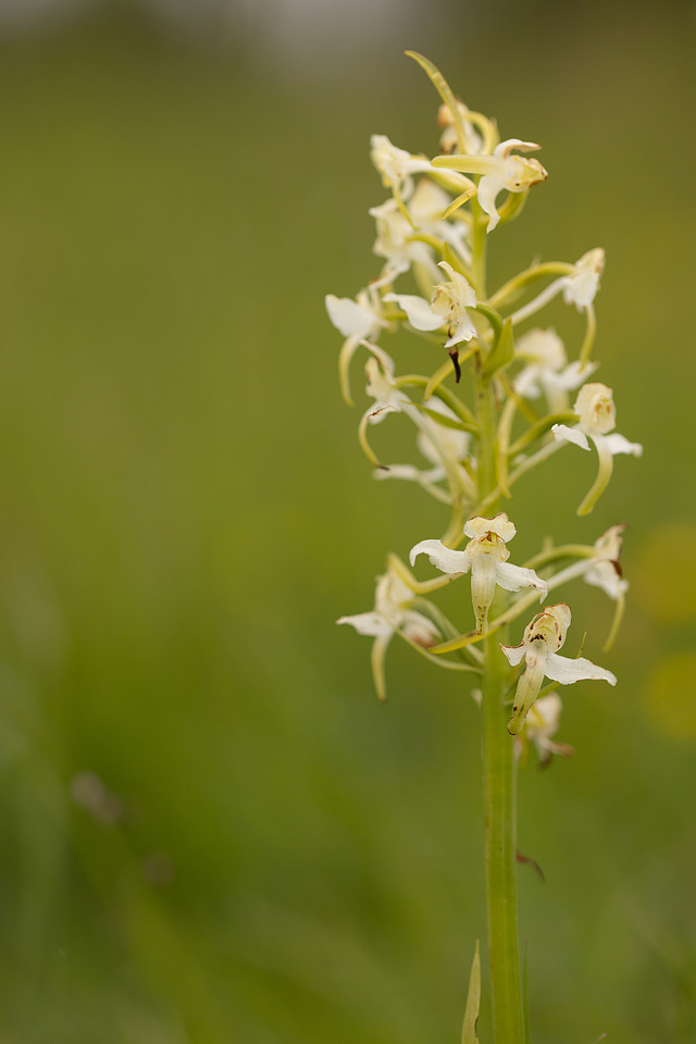 Greater Butterfly-orchid, Rudge Hill, May 2024