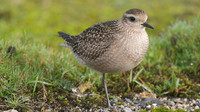 American Golden Plover