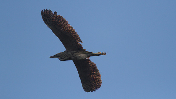 Bittern, Shapwick Heath 2014