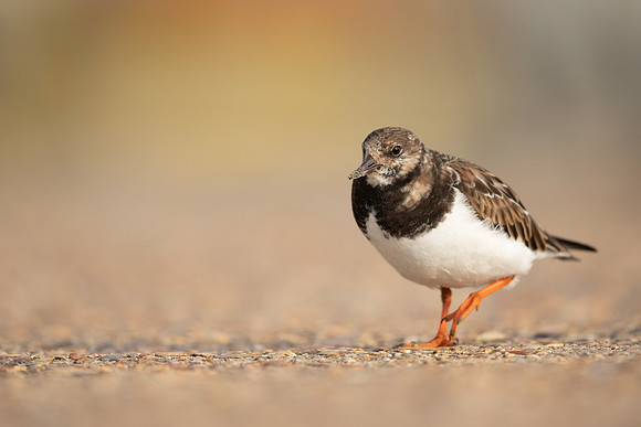 Turnstone, Lyme Regis, March 2022