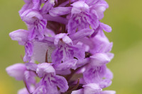 Chalk Fragrant x Common  Spotted-orchid, Rudge Hill, June 2024.\