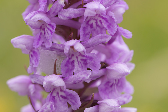 Chalk Fragrant x Common  Spotted-orchid, Rudge Hill, June 2024.\
