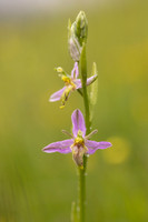 Mutant Wasp Orchid, Rodbrough Common, June 2024