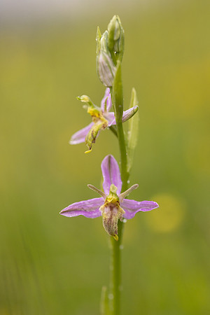 Mutant Wasp Orchid, Rodbrough Common, June 2024