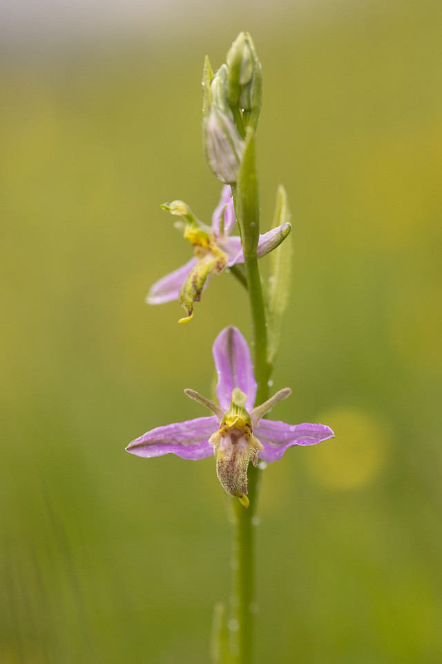 Mutant Wasp Orchid, Rodbrough Common, June 2024