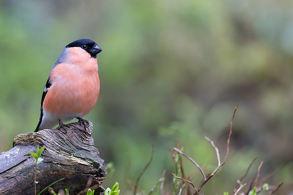 Northern Bullfinch, Konttainen, Finland, June 2025