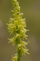 Musk Orchid, Cleeve common, June 2024