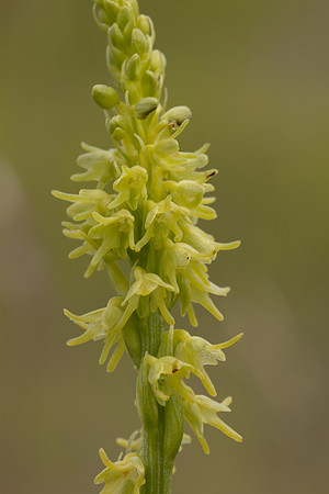 Musk Orchid, Cleeve common, June 2024