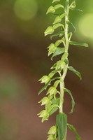 Narrow-lipped Helleborine, Cotswolds, July 2023