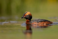 Slavonian Grebe, Iceland, May 2022