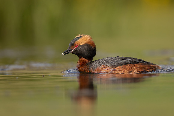 Slavonian Grebe, Iceland, May 2022