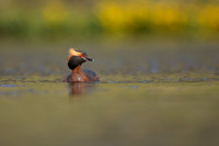 Slavonian Grebe, Iceland, May 2022