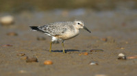 Knot, Ferrybridge, September 2016