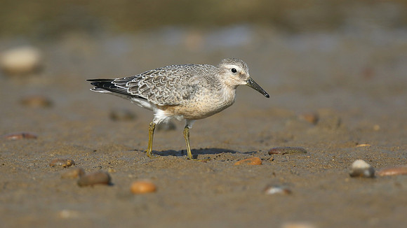 Knot, Ferrybridge, September 2016