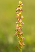 Man Orchid, Wye nature reserve, May 2024
