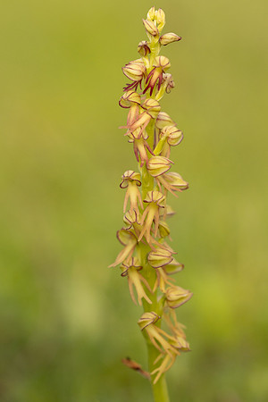 Man Orchid, Wye nature reserve, May 2024