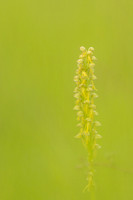 Man Orchid