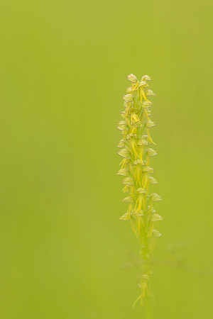 Man Orchid, Wye nature reserve, May 2024
