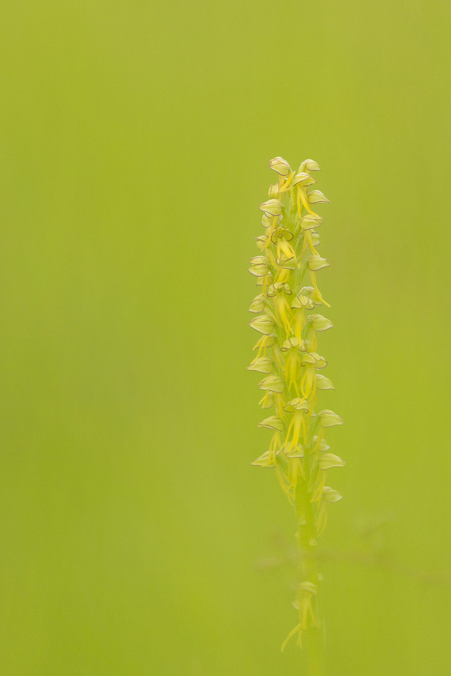 Man Orchid, Wye nature reserve, May 2024