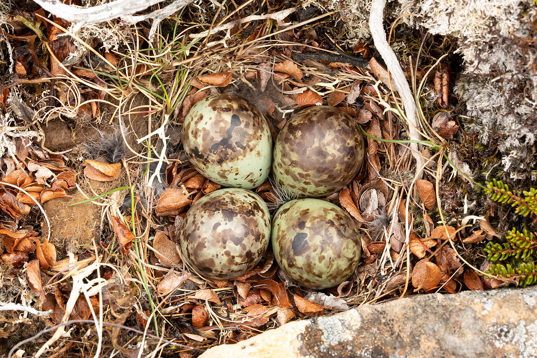 Purple Sandpiper, Nest 2, Raufarhofn, Iceland, June 2022