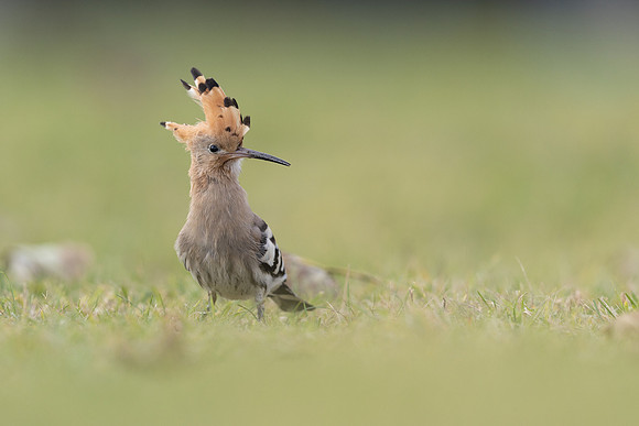 Hoopoe, Swansea, October 2024